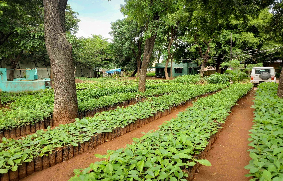 Terekeka Launches Tree-Planting Project to Combat Deforestation