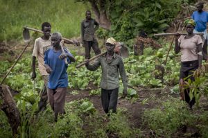 S. Sudan local farmers