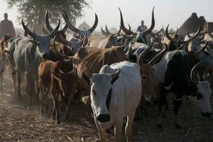 southsudan-group-of-cattle