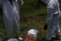 Beekeeping becomes gold mine for Rajaf community