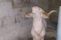 Ram arrested after killing 40-year-old woman