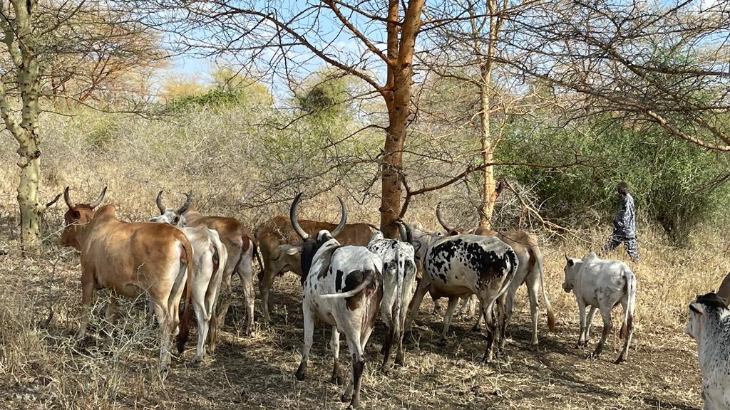 Cattle herders pose threats to Ethiopian refugees in Gorom refugee camp in Juba￼