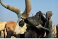 Notorious bull freed after two weeks in jail