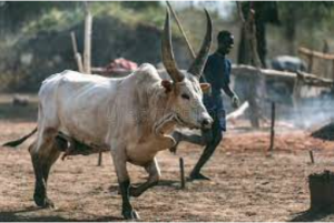 Bull arrested in Rumbek after killing 12-year-old boy