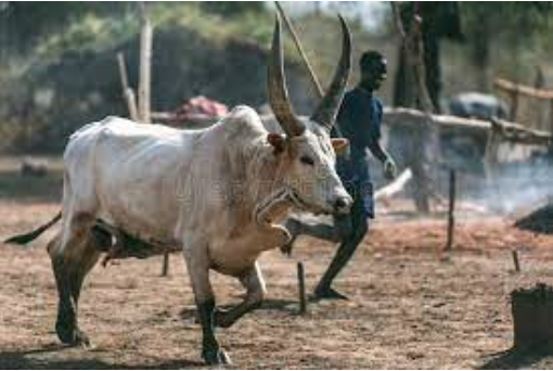 Bull arrested in Rumbek after killing 12-year-old boy