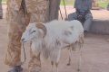 Jailed ram released from custody, slaughtered by owner