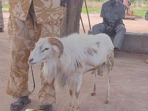 Jailed ram released from custody, slaughtered by owner