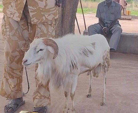 Jailed ram released from custody, slaughtered by owner