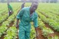 Farmers in Yei river county decry inadequate rain