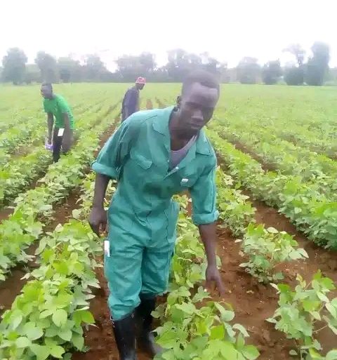 Farmers in Yei river county decry inadequate rain