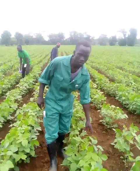 Farmers in Yei river county decry inadequate rain