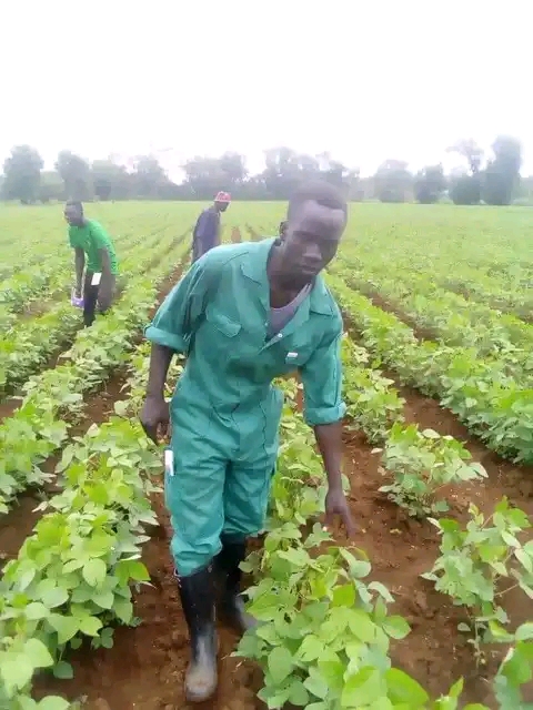 Farmers in Yei river county decry inadequate rain