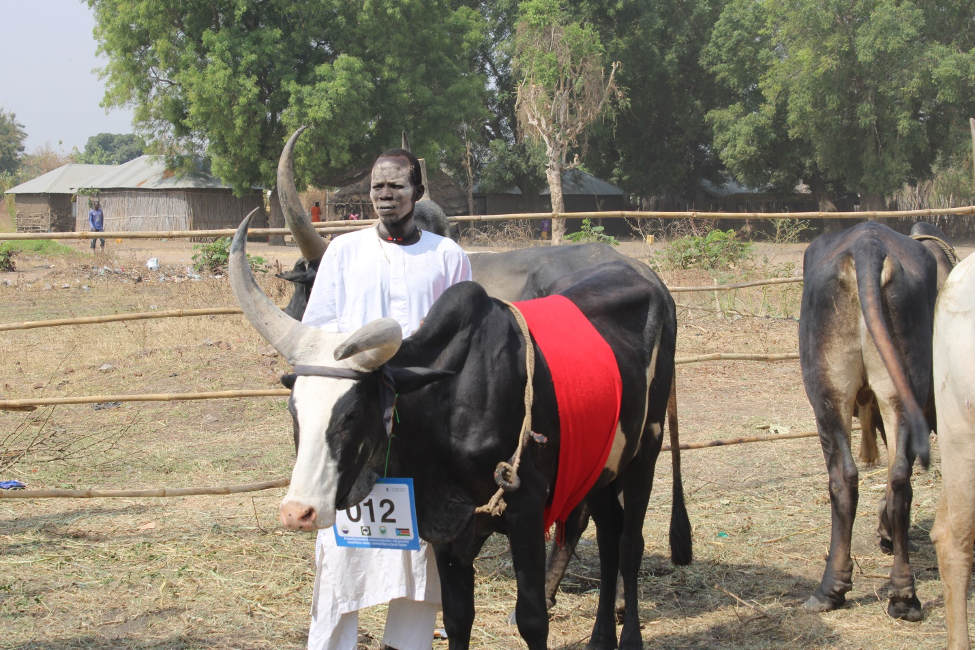 Cattle diseases threaten livelihoods in Terekeka County