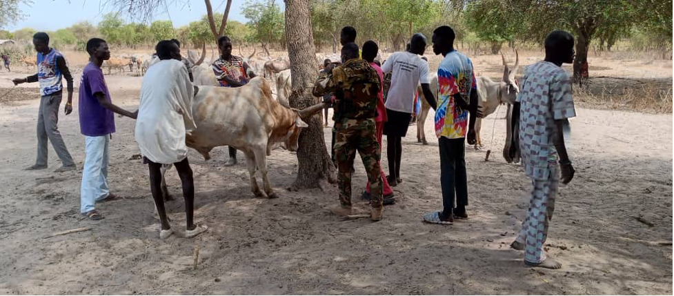 Ghanaian Peacekeepers vaccinate 5,000 heads of cattle in Unity State