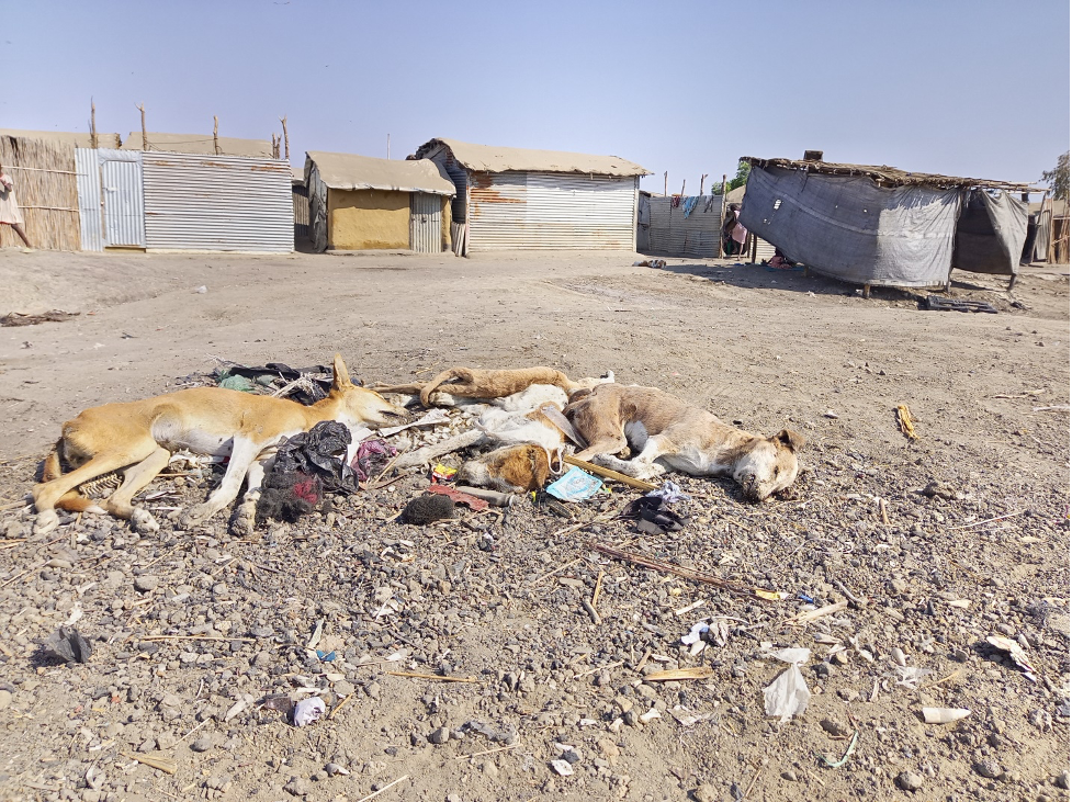 Rabies causes death of over 1000 dogs in Unity state