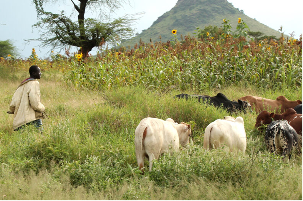 Activist says situation in Jonglei conducive for returning cattle herders