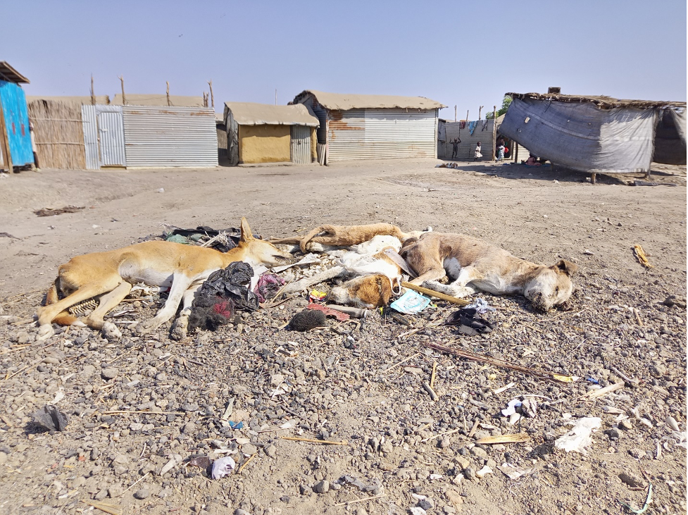 IOM registers 239 cases of dog bites in Bentiu IDP camp