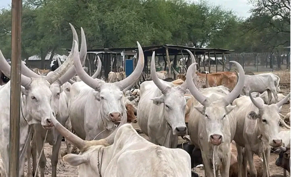 Cattle theft on the rise in Aweil East County