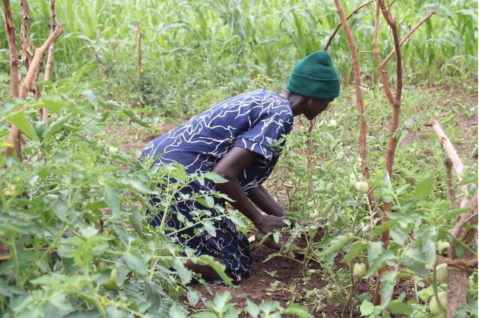 Western Bahr El Ghazal women reap big from vegetable farming supported by FAO