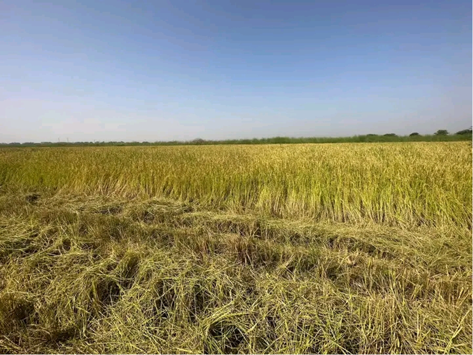 Aweil farmers start harvesting rice amid worsening humanitarian crisis