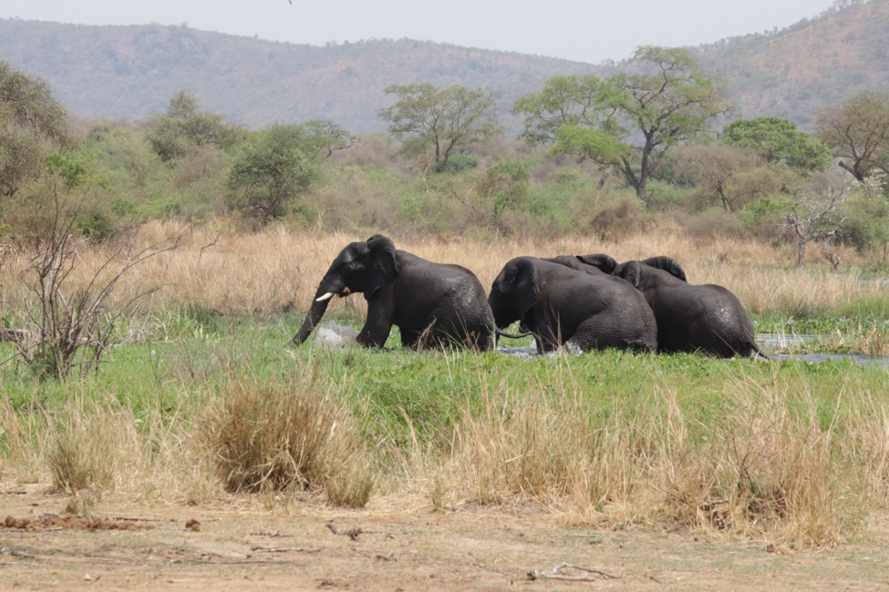 Who profits from Illicit trade of elephant tusks in South Sudan?