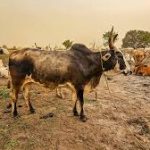 CES Government Calls for Peaceful Coexistence Among Cattle Traders in Mogiri