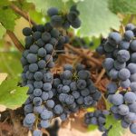 From Desert to Decanter: How Wine is Transforming Ningxia’s Yuanshi Region