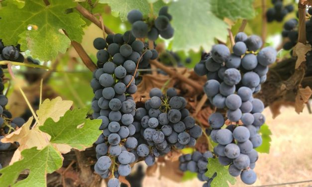 From Desert to Decanter: How Wine is Transforming Ningxia’s Yuanshi Region