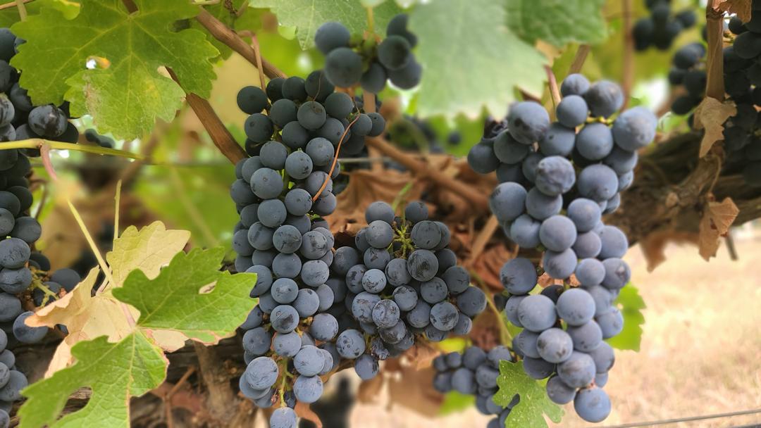 From Desert to Decanter: How Wine is Transforming Ningxia’s Yuanshi Region